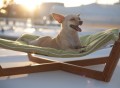 Bamboo Dog Bed by Pet Lounge Studios