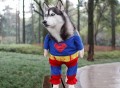 Superman Dog Costume