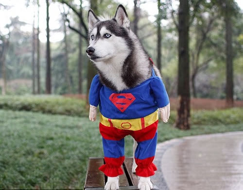 Superman Dog Costume