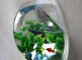 Wall Mounted Acrylic Fish Bowl