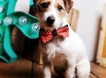 Pet Bowtie