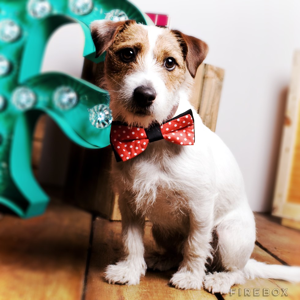 Pet Bowtie