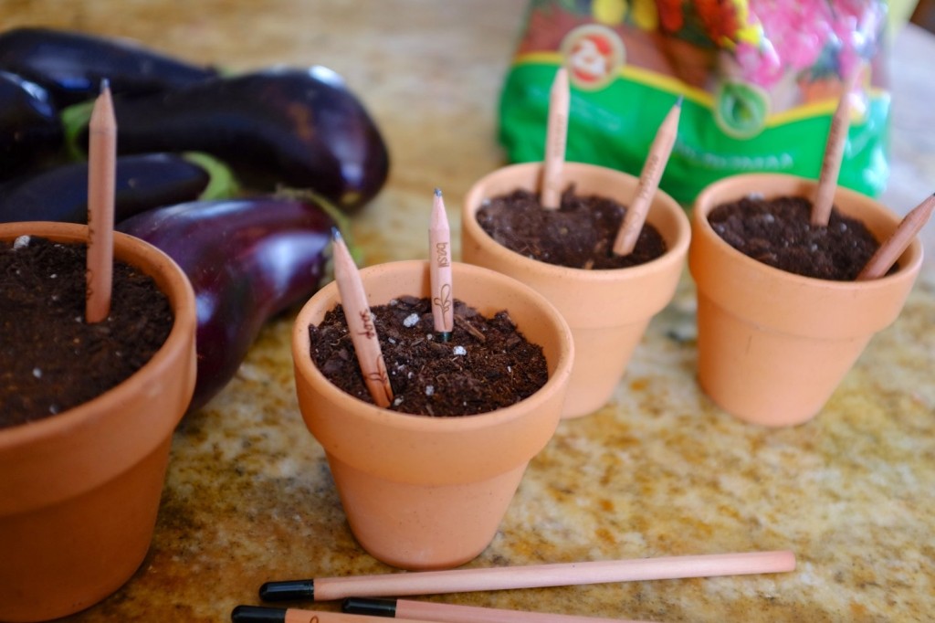 Water-Activated Sprout Pencil