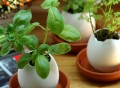 Eggling Crack & Grow Plant