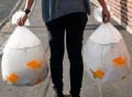 Goldfish Bin Bags