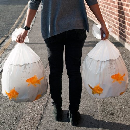 Goldfish Bin Bags