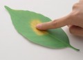 Leaf Thermometer by Hideyuki Kumagai