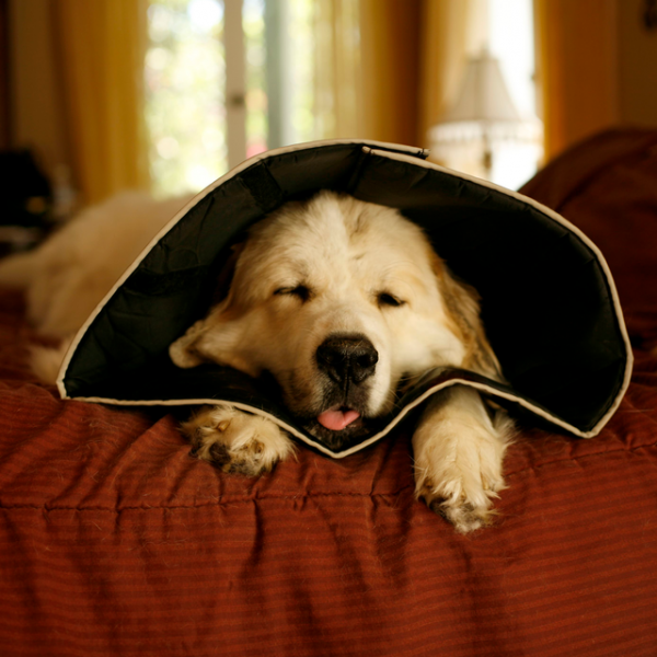 The Comfy Cone