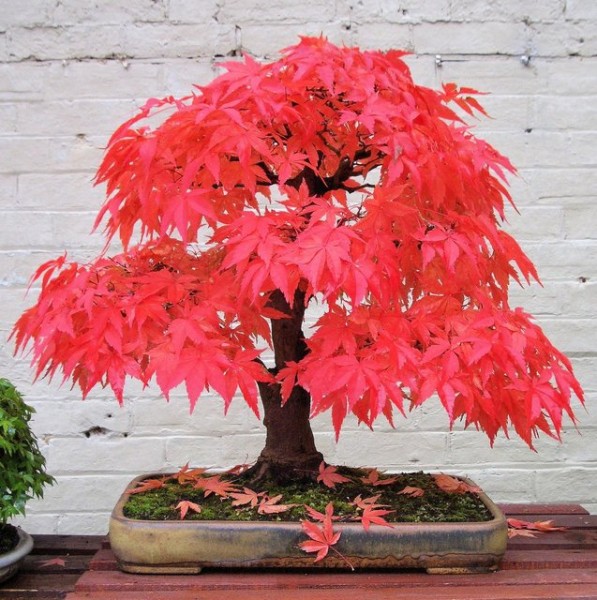 Japanese Red Maple Bonsai