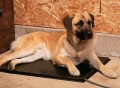 Lectro Kennel Heated Pad with Fleece Cover