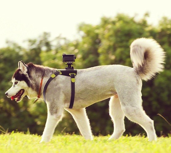 Action Cam Dog Mount