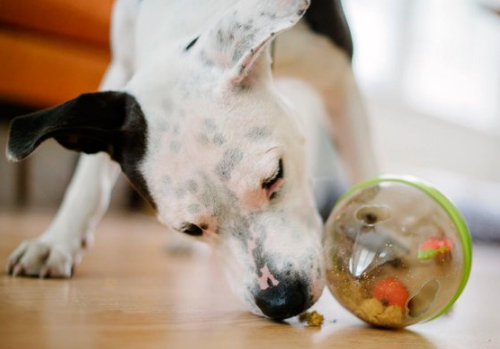 Wobble Ball Enrichment Dog Toy