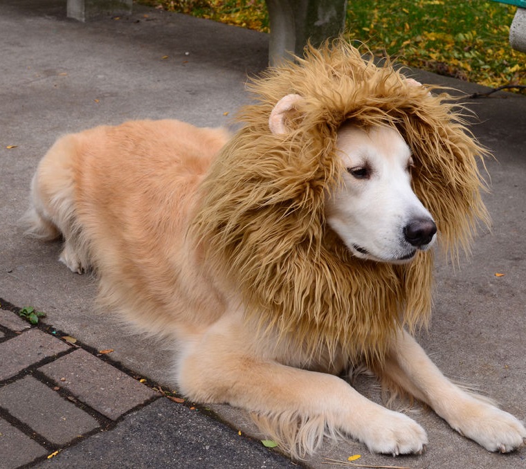 Lion Dog Costume