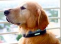 Designer Dog Collars by Legitimutt