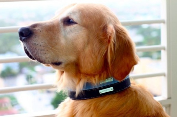 Designer Dog Collars by Legitimutt