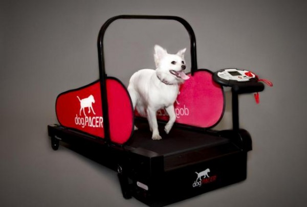 Dog Treadmill