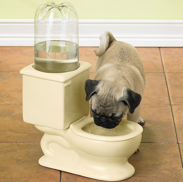 Toilet Water Bowl