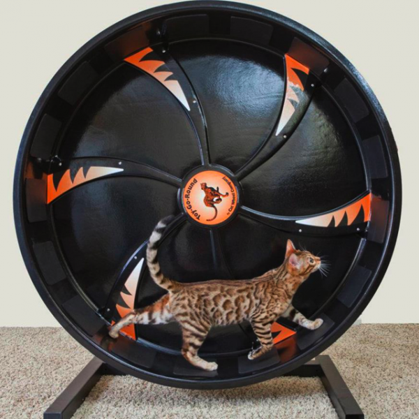 Cat Exercise Wheel