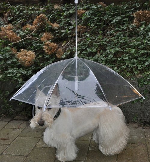 The Dogbrella