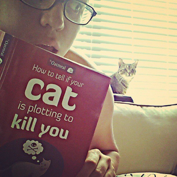 How to Tell If Your Cat Is Plotting to Kill You » Petagadget