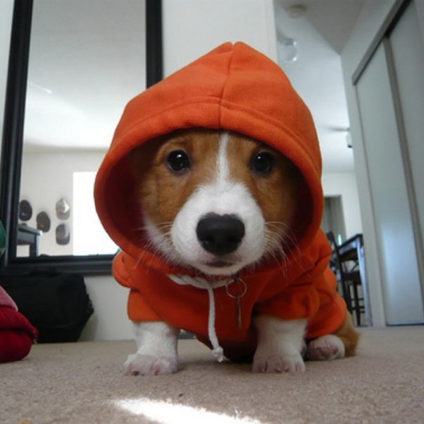 Dog Hoodie