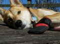 Ultra Paws Rugged Dog Boots