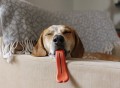 Tongue Dog Toy