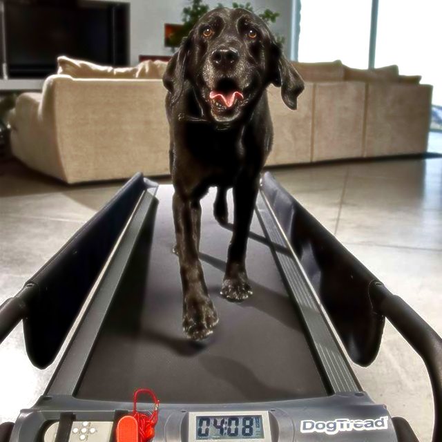 DogTread Treadmill