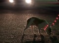 Lighted LED Dog Leash
