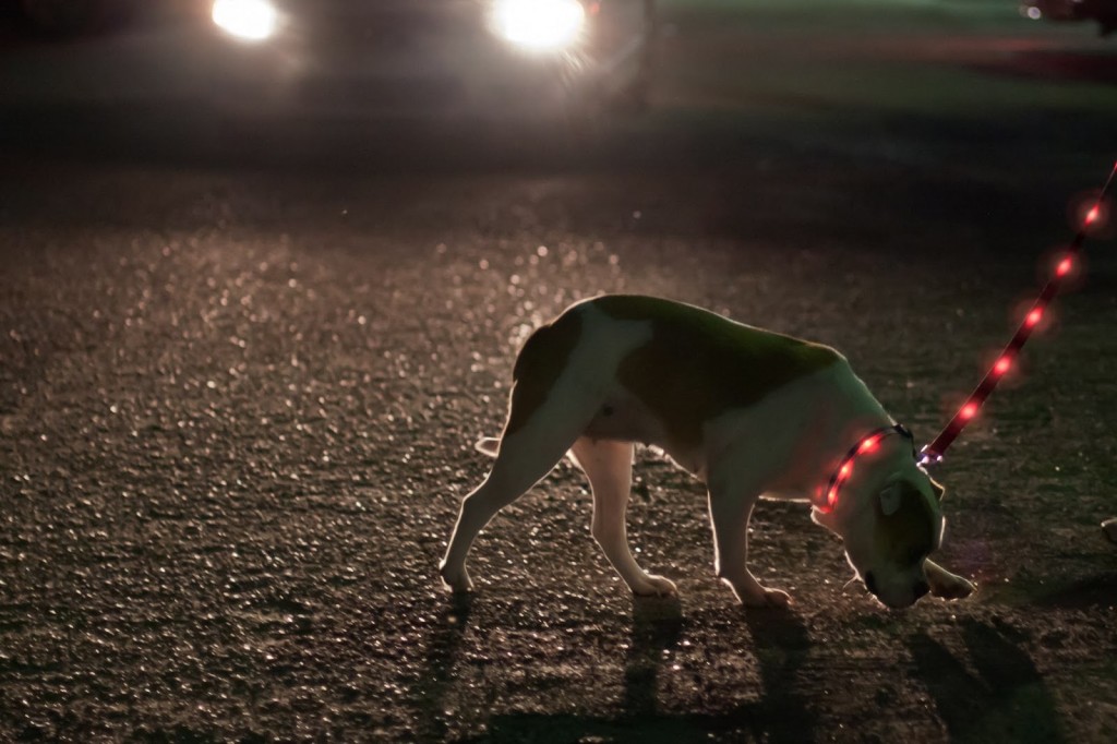 Lighted LED Dog Leash