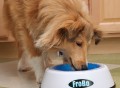 Frobo Cooling Pet Bowl