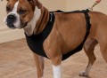 Warming/Cooling Dog Harness