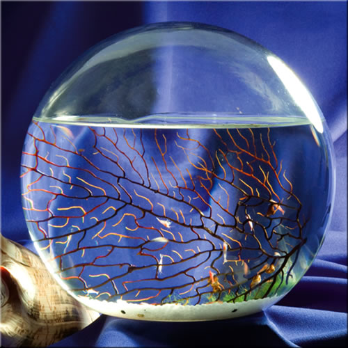 Self-Sustaining EcoSphere