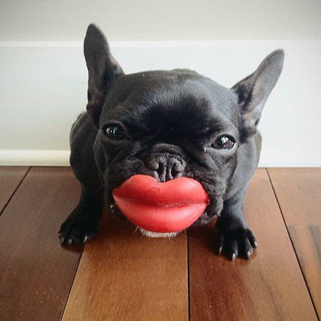 Dog Lips Toy