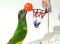 Birdie Basketball Hoop for Parrots