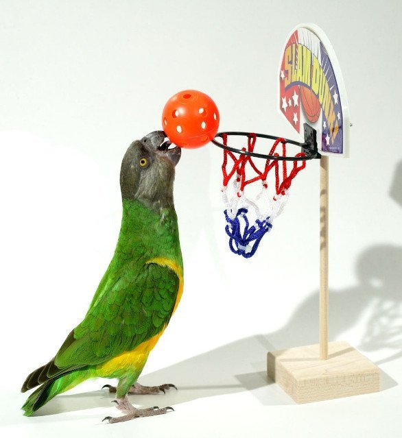 Birdie Basketball Hoop for Parrots