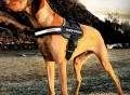 EzyDog Convert Harness