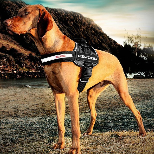 EzyDog Convert Harness