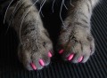 Soft Claws for Cats