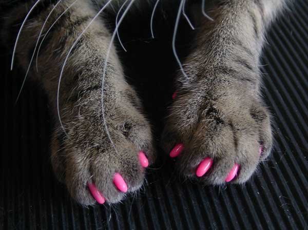 Soft Claws for Cats