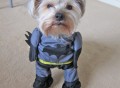 Pet Batman Costume