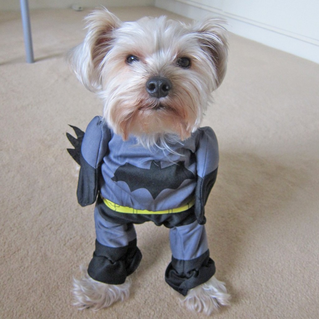 Pet Batman Costume