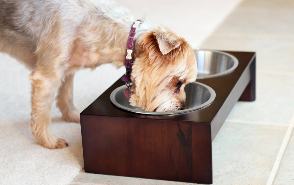 PetFusion Elevated Pet Feeder in Solid Wood