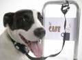Safespot Locking Dog Leash by Paws