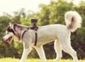 Sony Action Cam Dog Mount