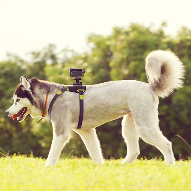 Sony Action Cam Dog Mount