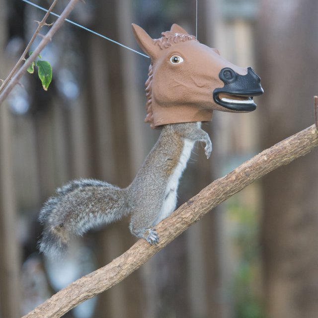 Horse Head Squirrel Feeder