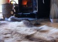 Reindeer Skin Rug