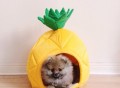 YML Pineapple Pet Bed