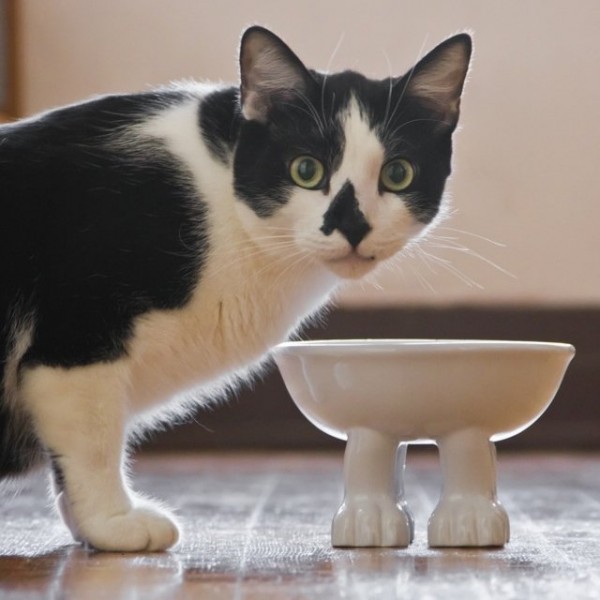 Cat Bowls by Dylan Kendall » Petagadget